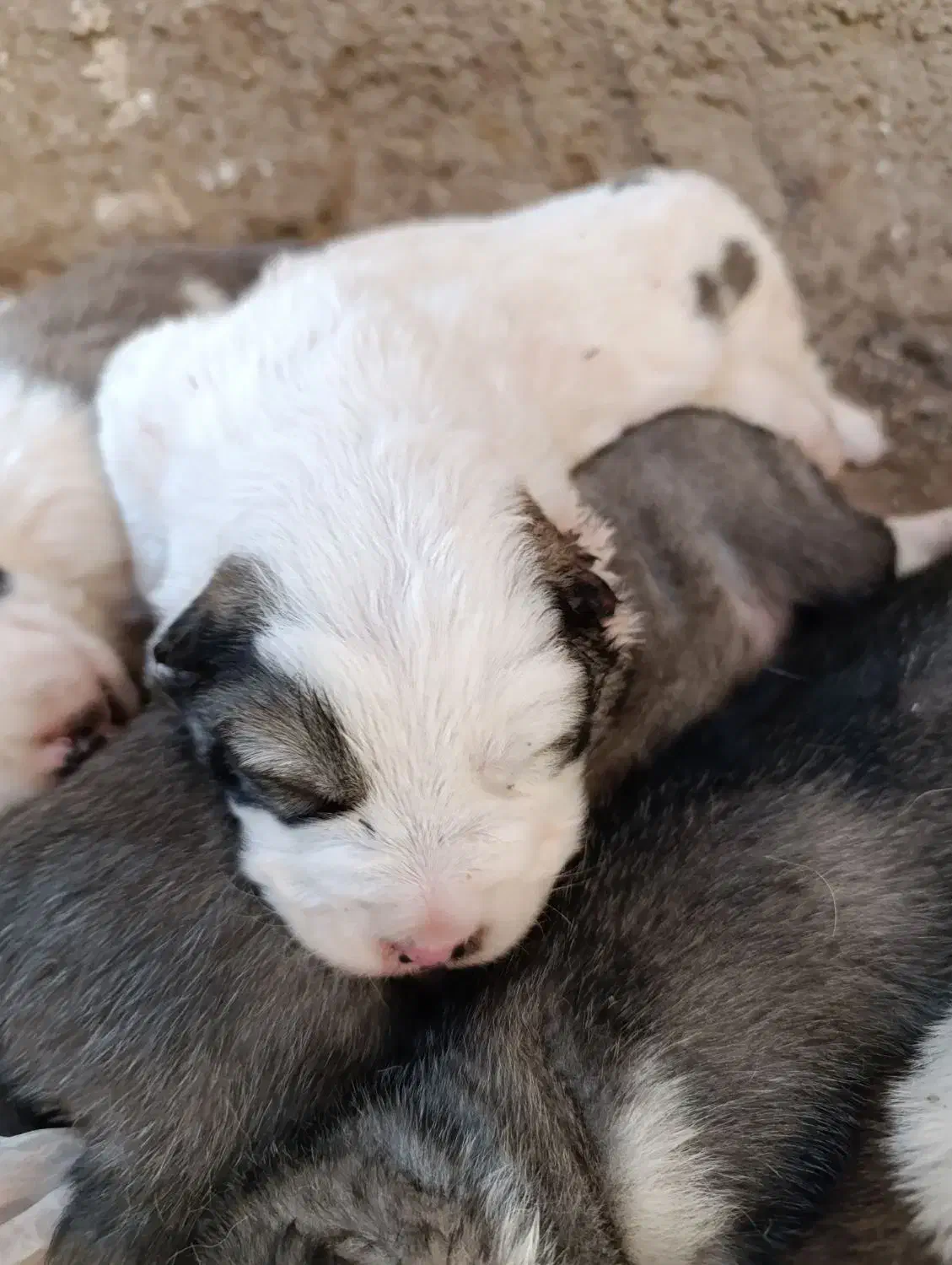 چهار عدد توله فروشی|سگ|زرندیه, |دیوار