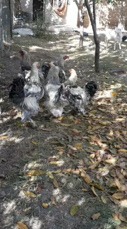 خروس برهمان|حیوانات مزرعه|سلماس, |دیوار