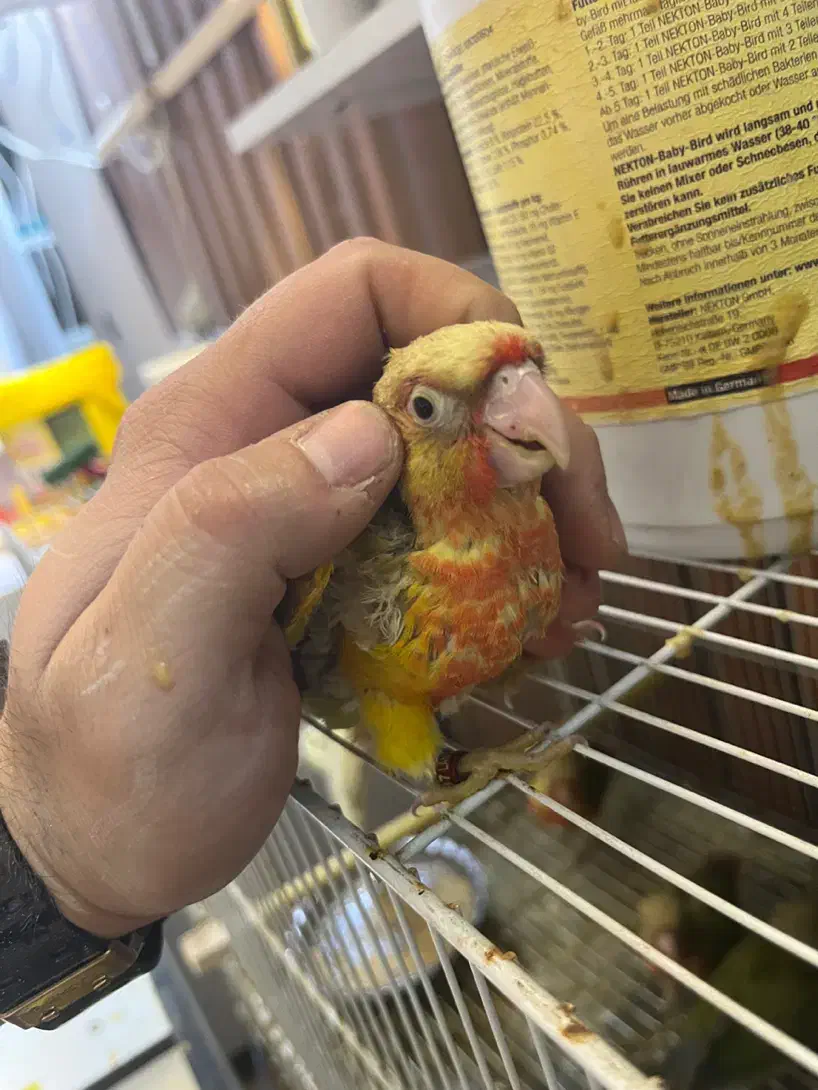 گرینچیک جوجه دبل رد یلوساید|پرنده|مشهد, یاس|دیوار