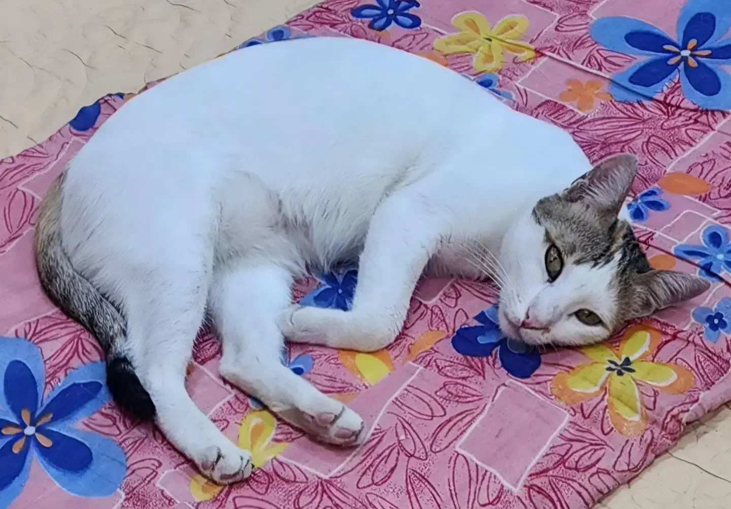 واگذاری گربه|گربه|آبادان, |دیوار