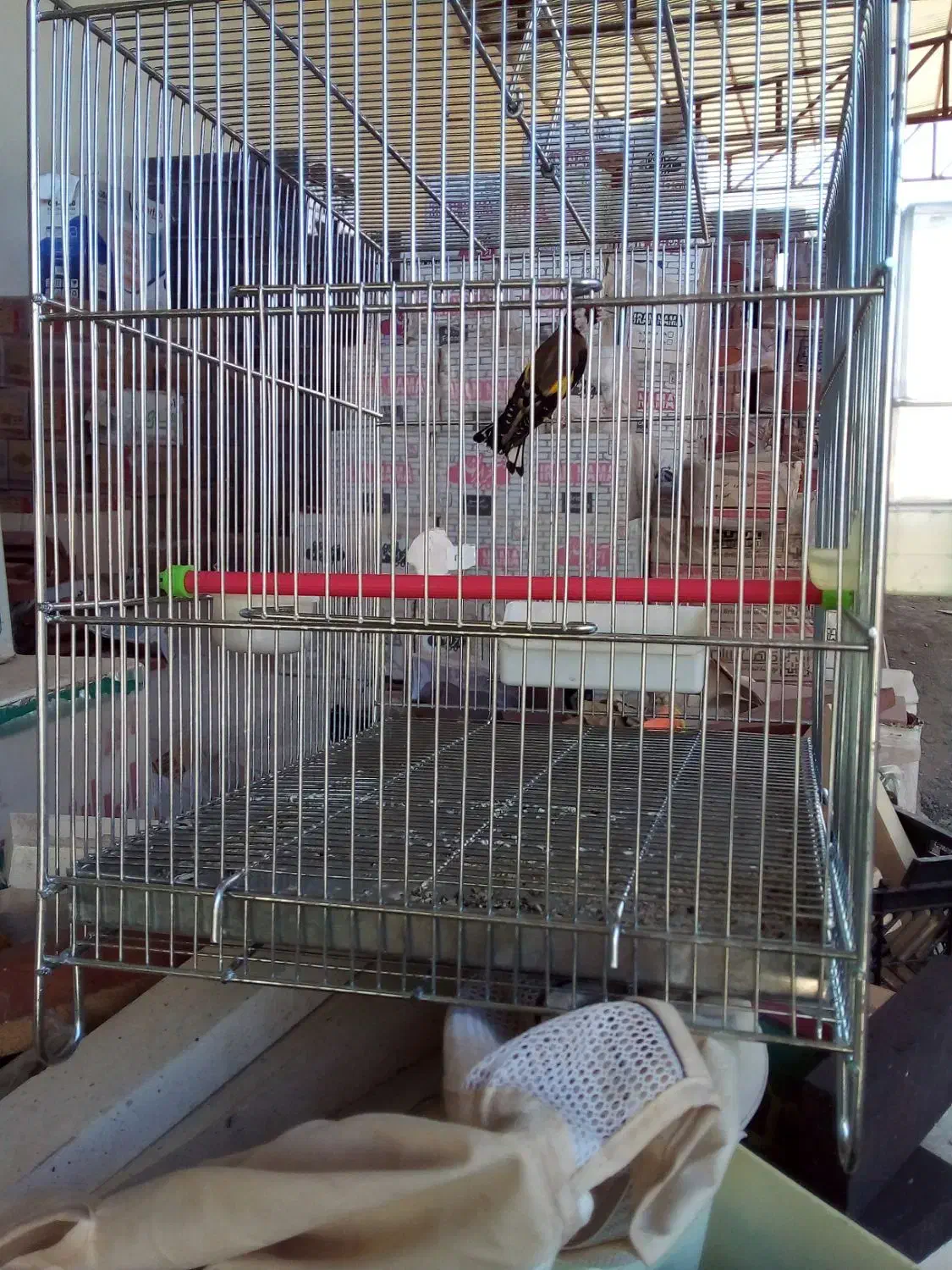 سهره|پرنده|ایلام, |دیوار