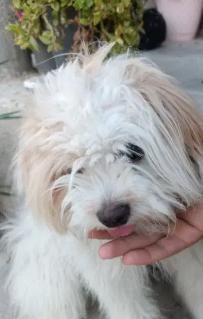 سگم|حیوانات|جم, |دیوار