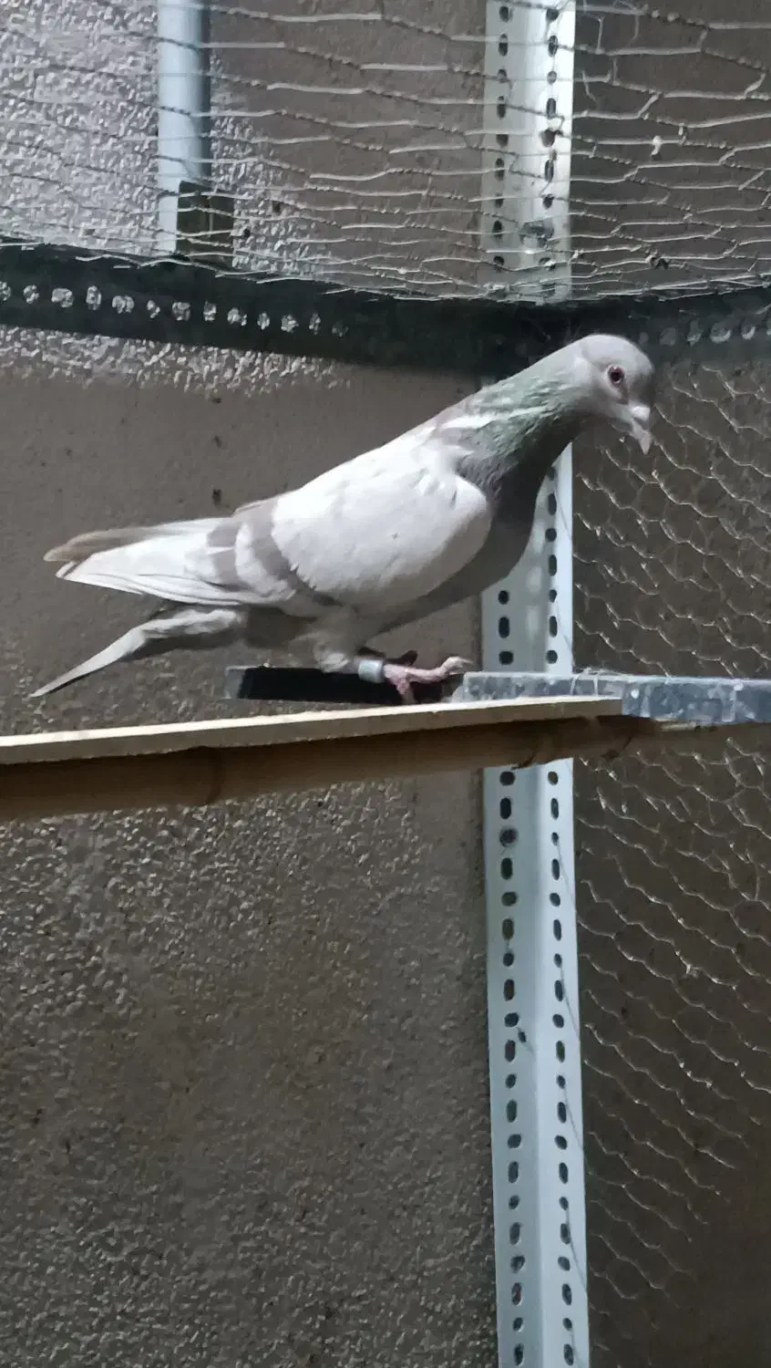 کبوتر پلاکی|پرنده|شاهین‌شهر, شهرک هشت بهشت|دیوار
