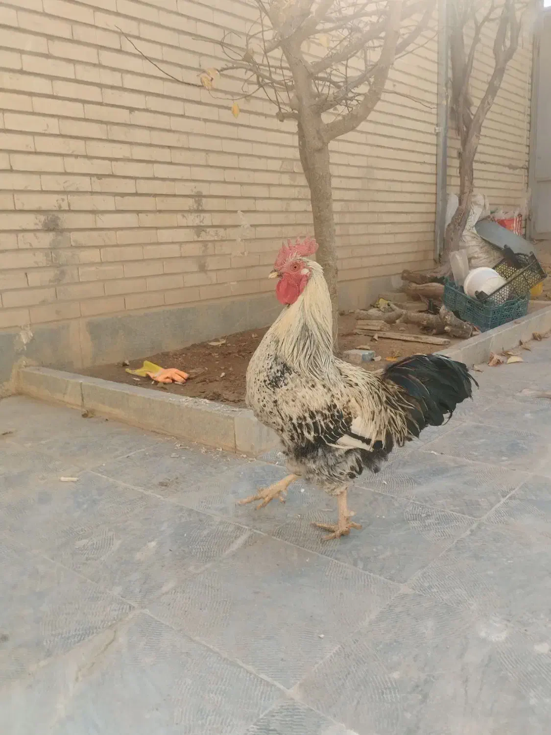 مرغ وخروس|حیوانات مزرعه|بروجن, |دیوار