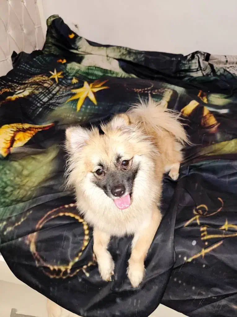 واگذاری پامر|سگ|خمین, |دیوار