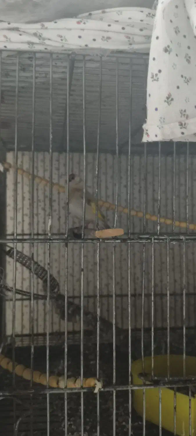 سهره سفید|پرنده|مسجد سلیمان, |دیوار