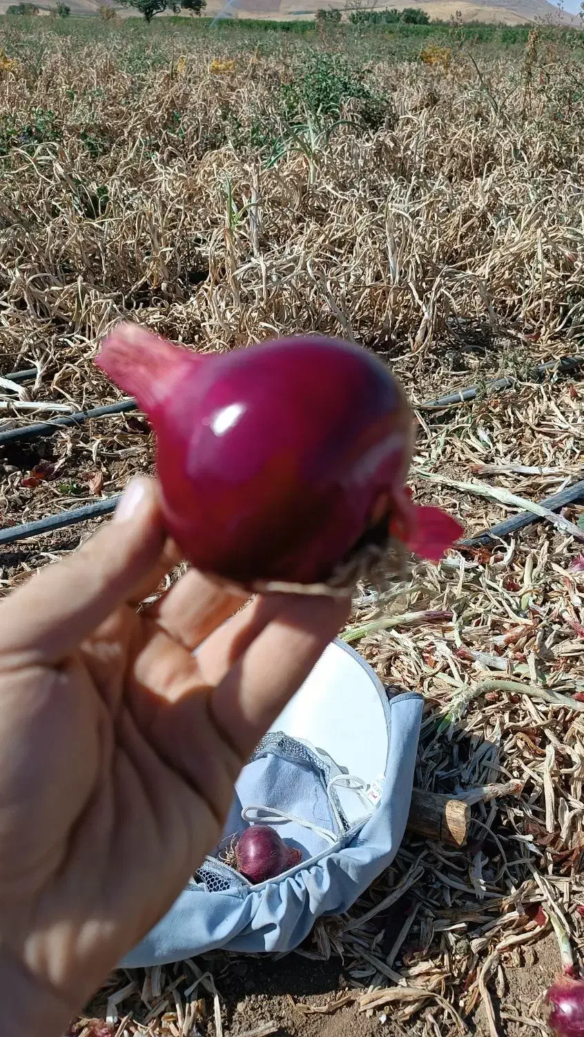 پیاز قرمز لوکس .قطره ای  خوش رنگ|خوردنی و آشامیدنی|بوکان, |دیوار