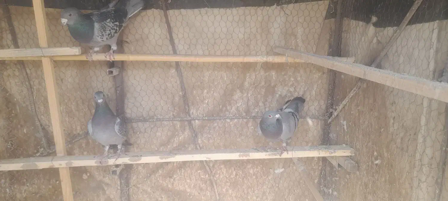 کفتر شهرستانی پلاکی حمال|پرنده|تهران, شهران شمالی|دیوار