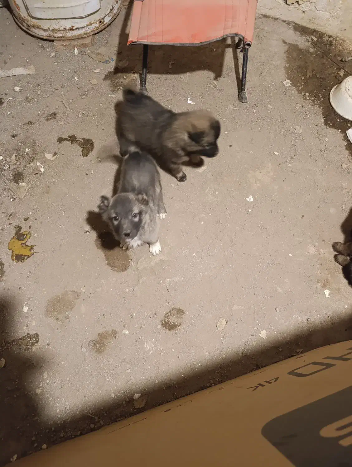 سگ نژاد سرابی رایگان معاوضه با مرغ|سگ|تبریز, |دیوار