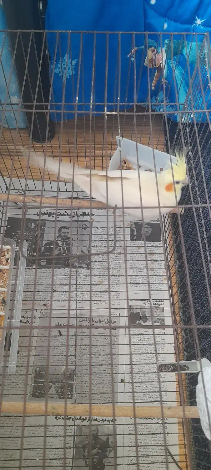 لوتینو ماده تخم هرز گذاشته|پرنده|فومن, |دیوار