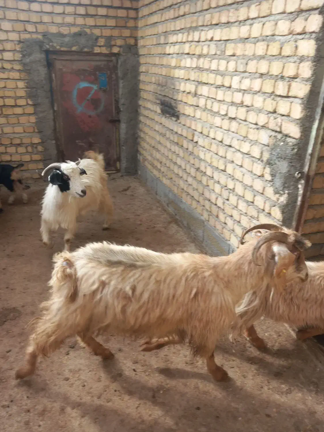 بز و بزغاله|حیوانات مزرعه|دورود, |دیوار