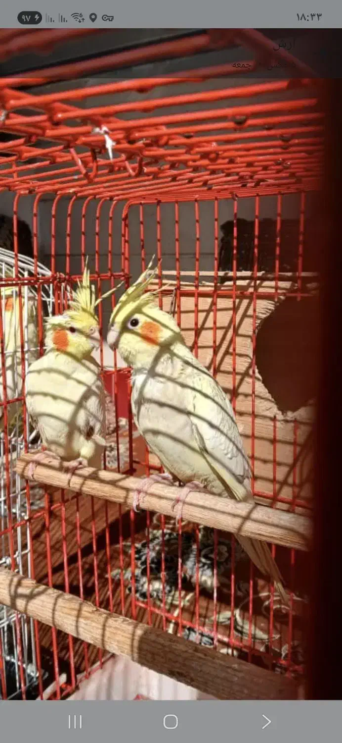 فروش یکجا عروس ومرغ عشق|پرنده|تهران, خرمشهر|دیوار