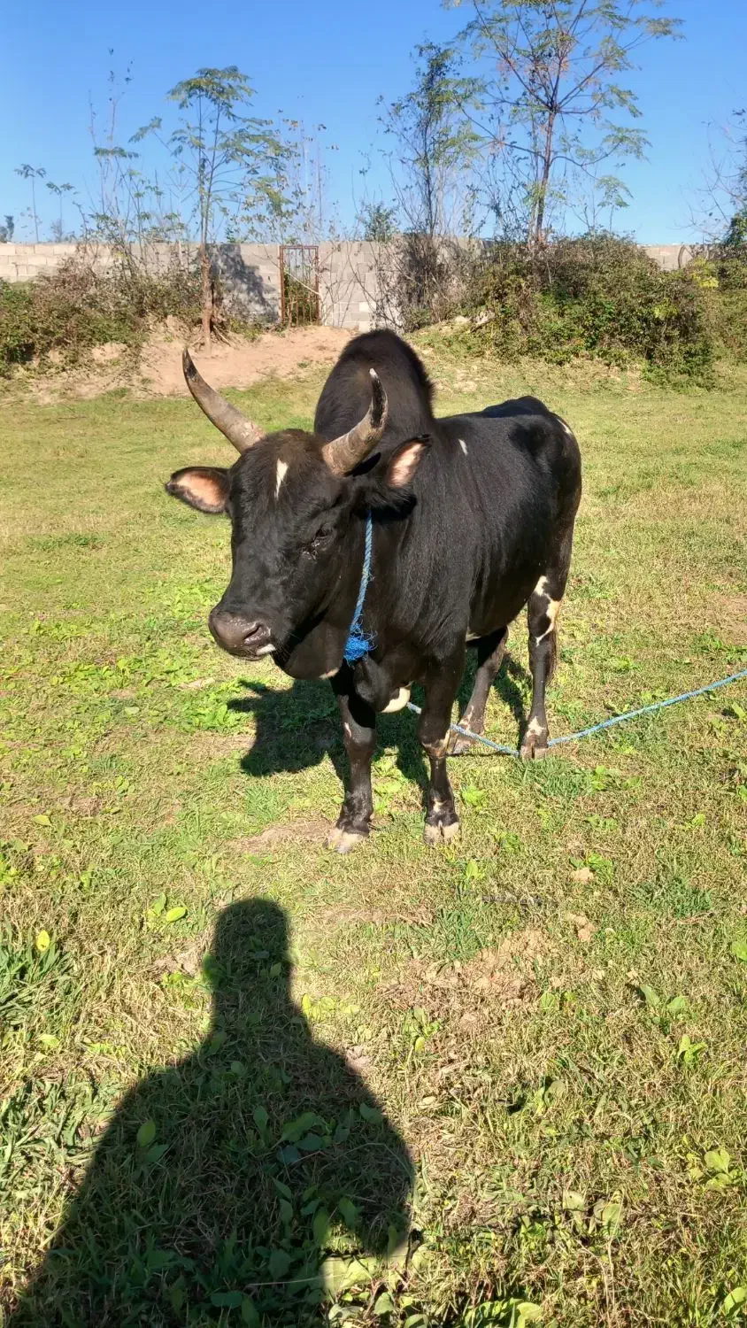 ورزاکوله خوشگل|حیوانات مزرعه|سنگر, |دیوار