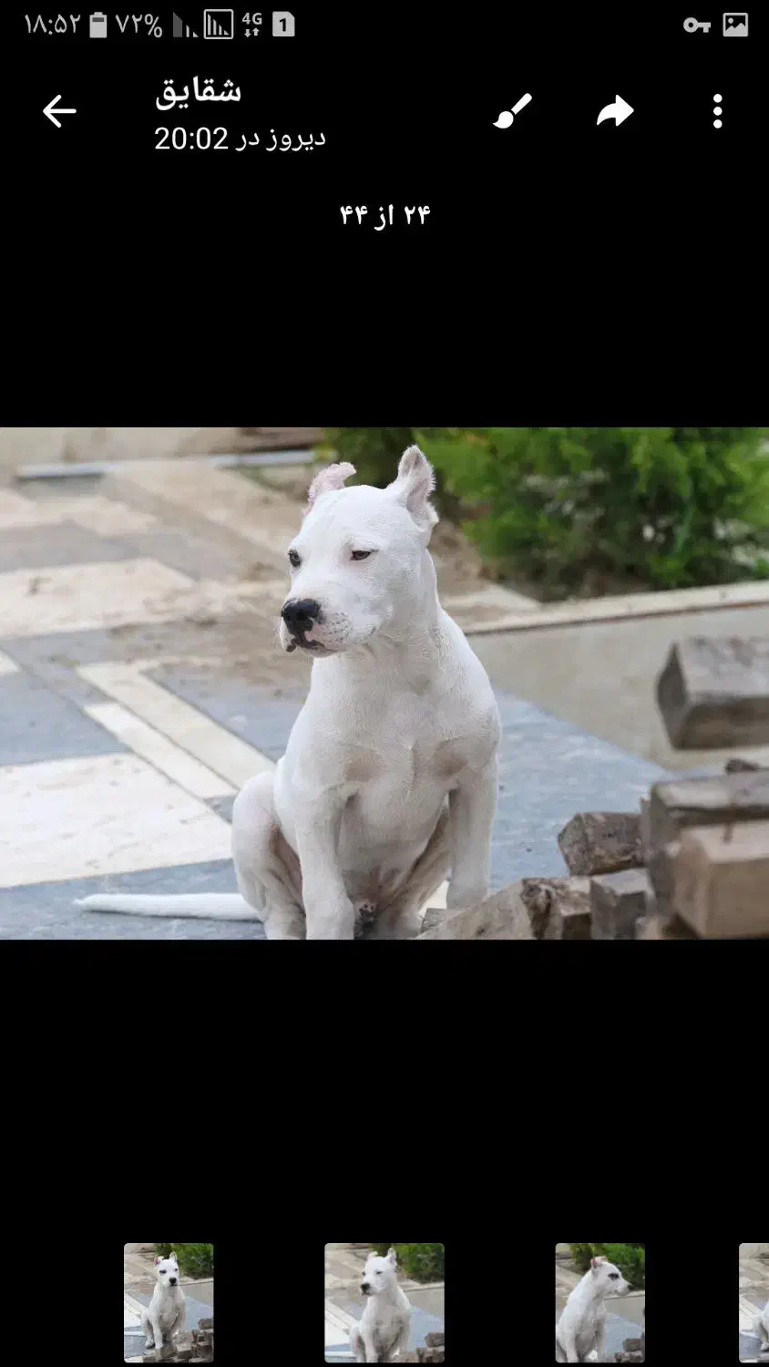 سگ داگو|سگ|سنگر, |دیوار