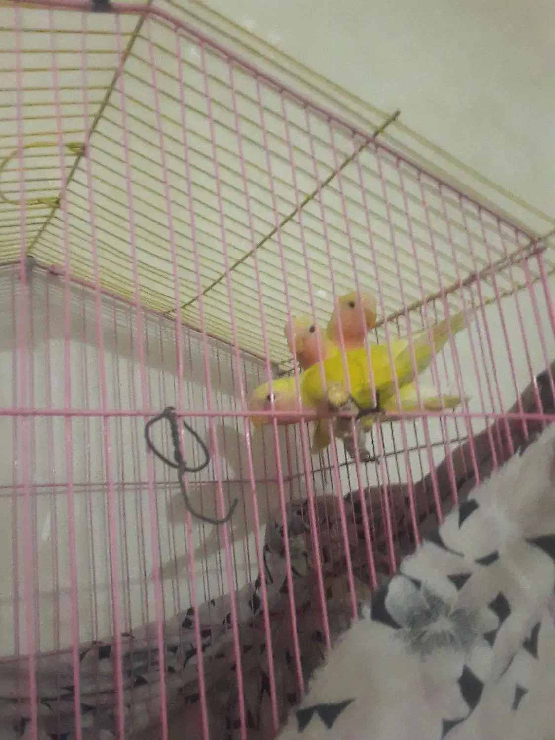 طوطی برزیلی ارجینال|پرنده|دزفول, |دیوار