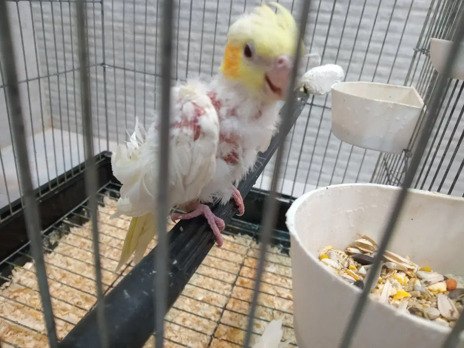 چهارعدد عروس هلندی زیبا|پرنده|قائمشهر, |دیوار