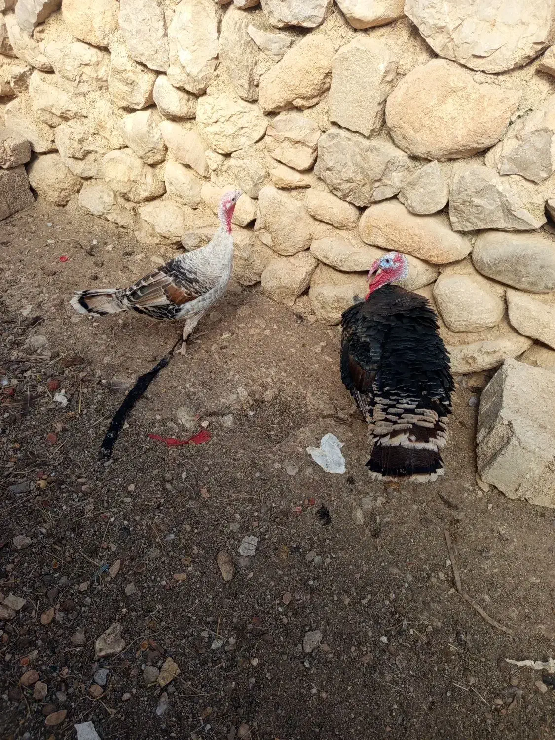 یک جفت بوقلمون نر و ماده|حیوانات مزرعه|سپیدان, |دیوار