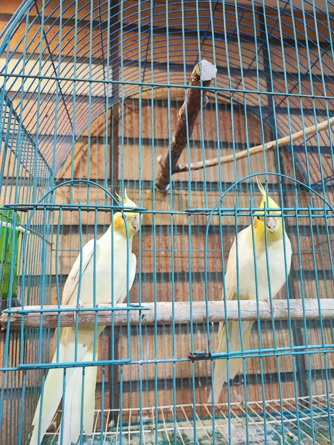 طوطی عروس هلندی مولد|پرنده|شوشتر, |دیوار