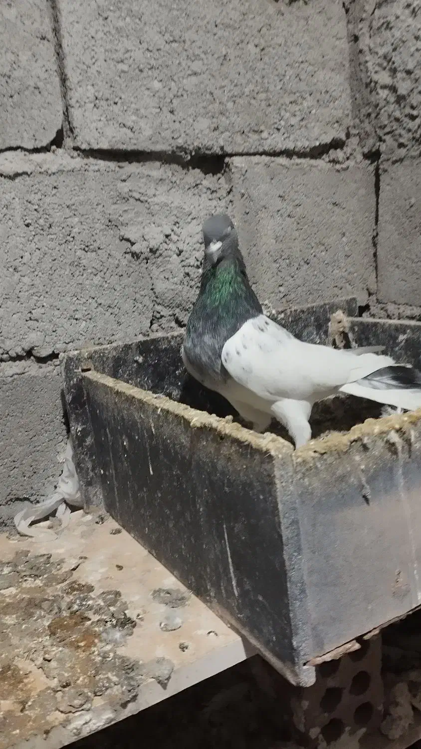 کبوتر|پرنده|هریس, |دیوار