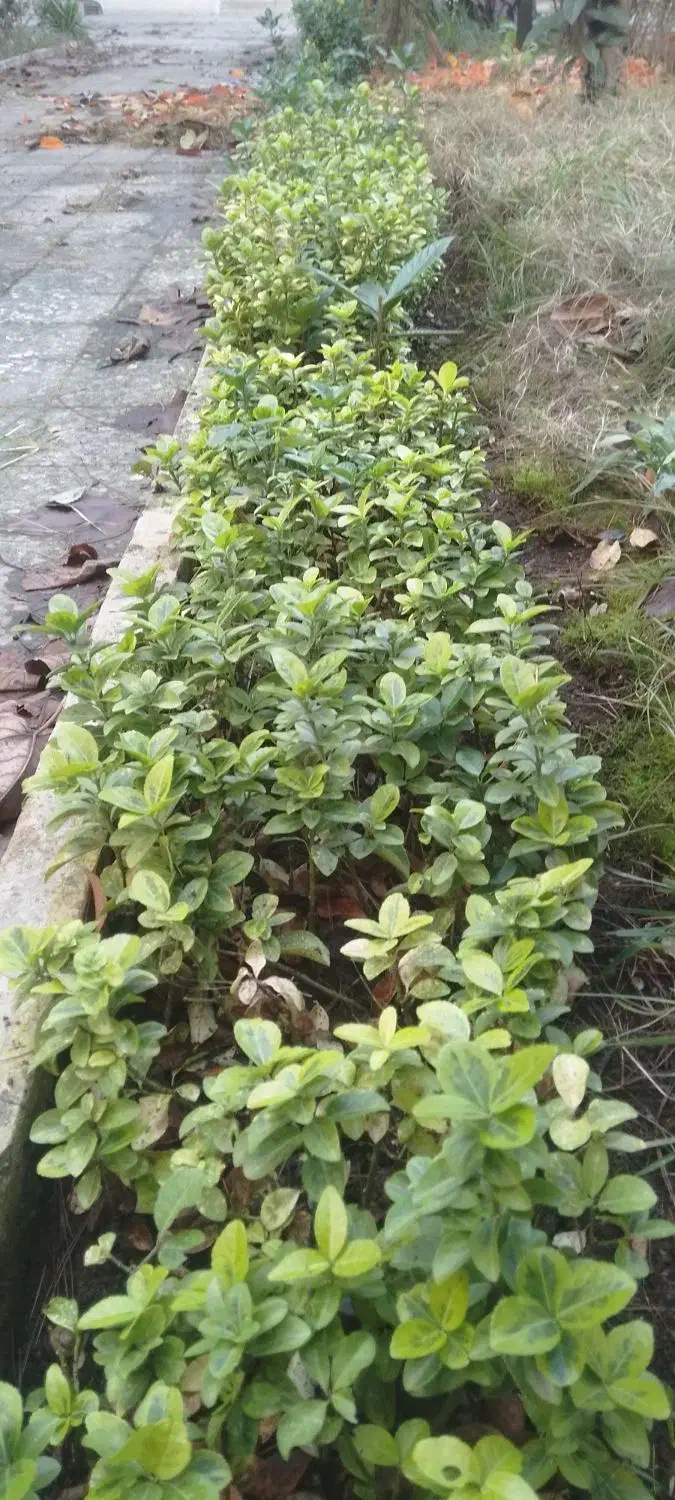 گل وگیاه|گل و گیاه طبیعی|رشت, حومه رشت|دیوار