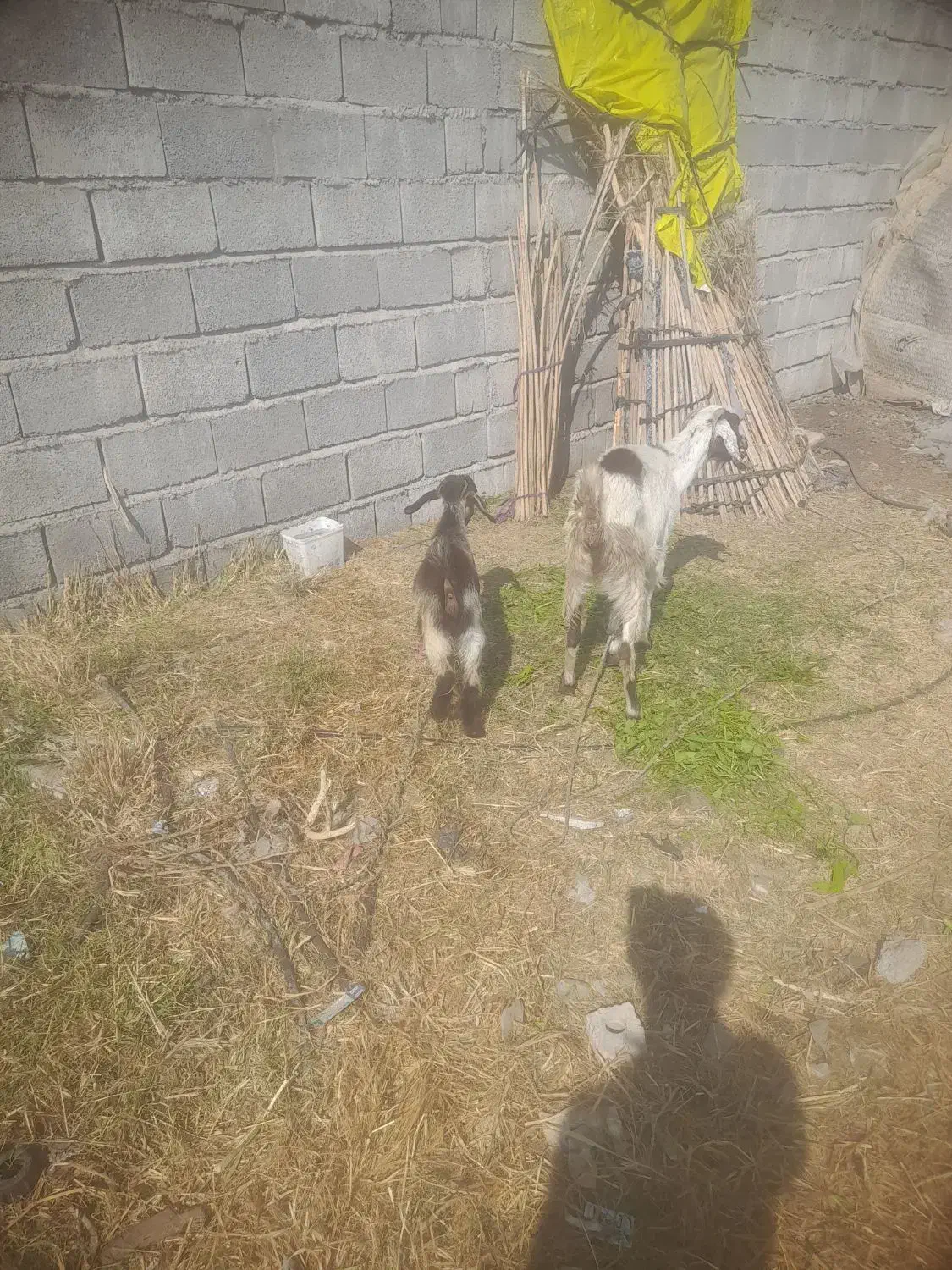 هشبندی کهور تاک|حیوانات مزرعه|سیریک, |دیوار