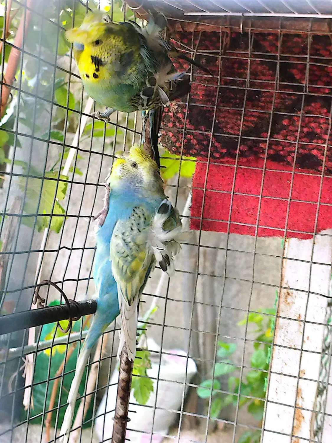 مرغ عشق پروانه‌ای|پرنده|دوگنبدان, |دیوار