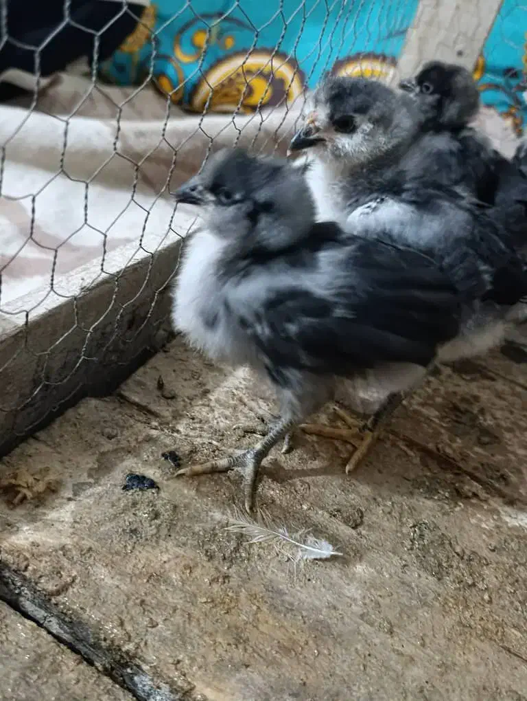 جوجه گلین|حیوانات مزرعه|خورموج, |دیوار