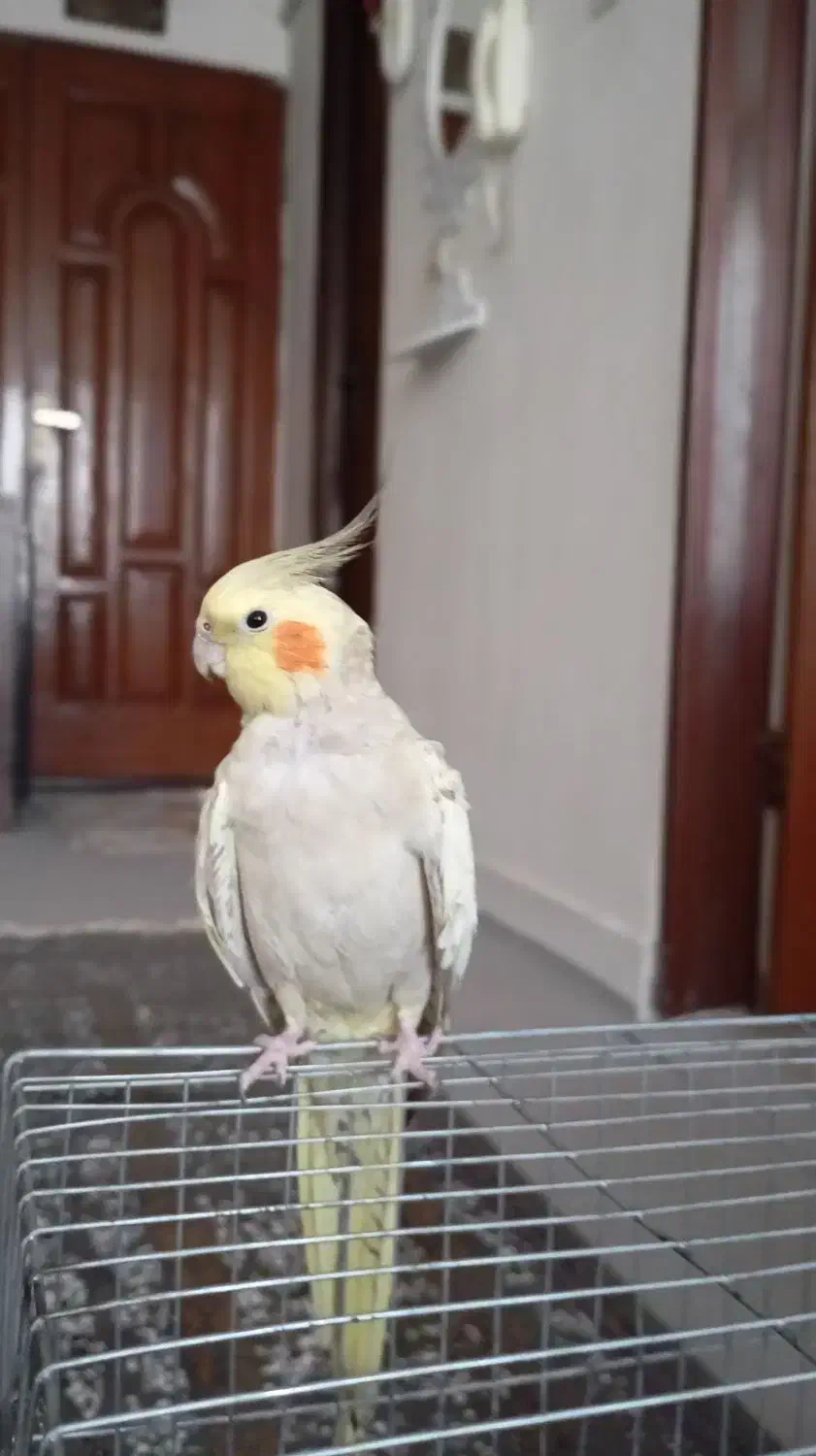 طوطی‌‌عروس‌هلندی|پرنده|شهریار, شهرک وائین|دیوار