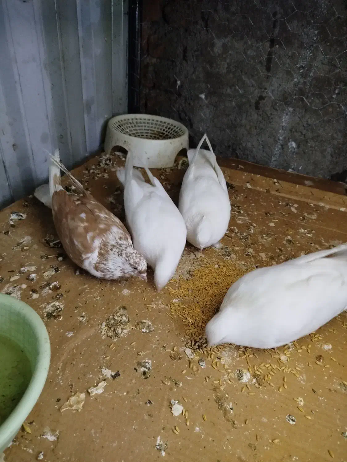 کبوتر 4|پرنده|نوشین شهر, |دیوار