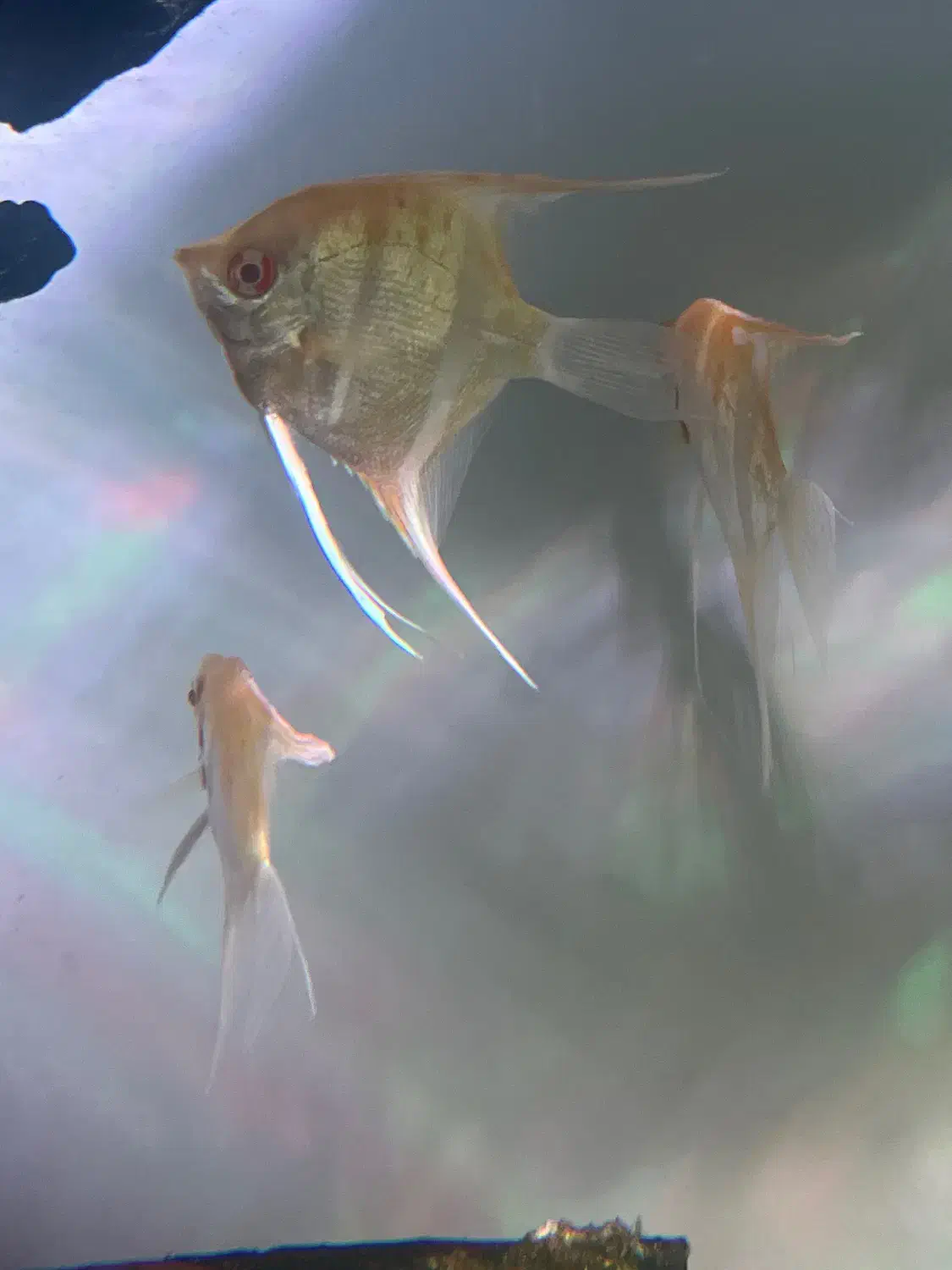 آنجل|ماهی|تهران, میرداماد|دیوار