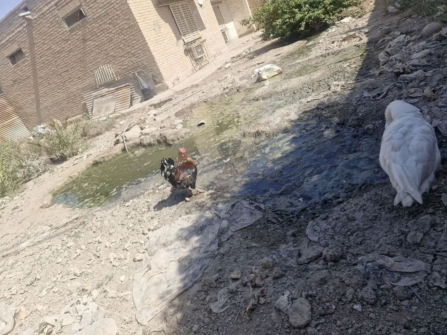 فروش غاز و قوغاز|حیوانات مزرعه|آبادان, |دیوار