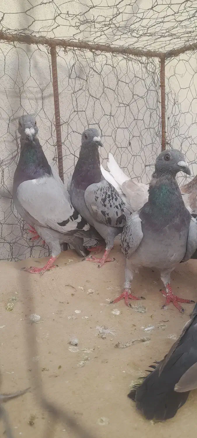 کبوتر المانی پلاکی جوانه|پرنده|گنبد کاووس, |دیوار