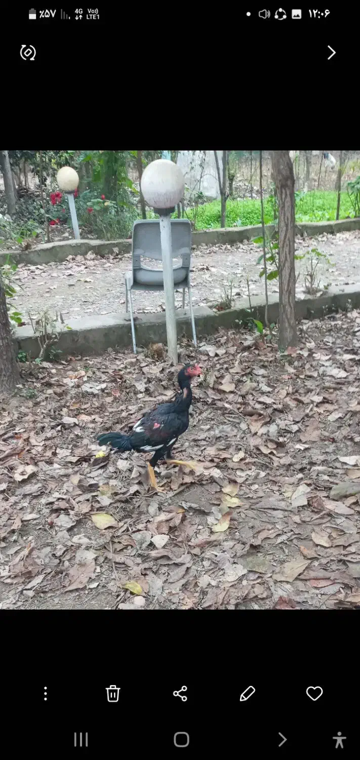 خروس لاری|حیوانات مزرعه|ماکلوان, |دیوار