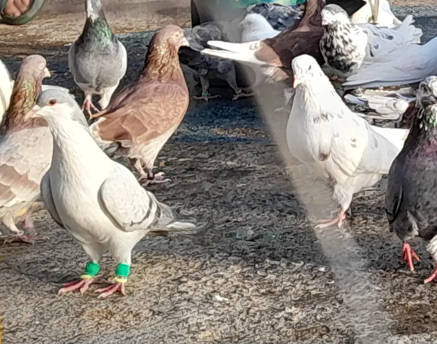 کبوتر پروازی|پرنده|شفت, |دیوار