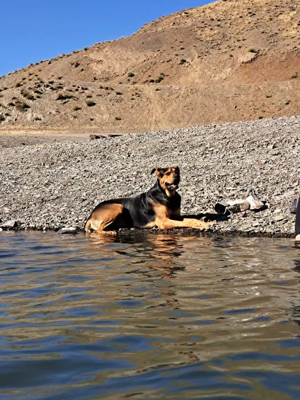 سگ نژاد دار|سگ|مشهد, شهرک امام سجاد|دیوار