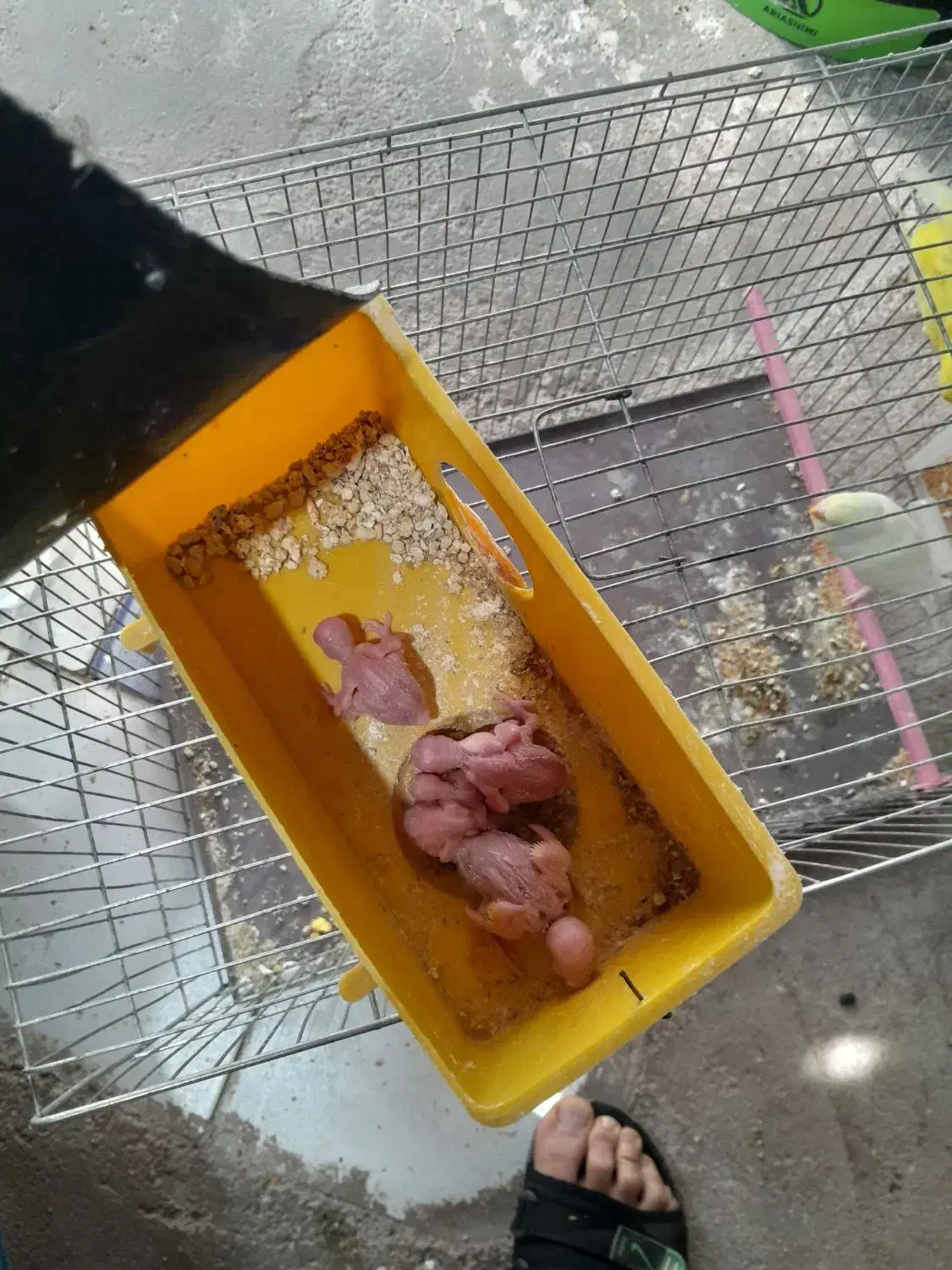 مرغ عشق  بازی تا جوجه معاوضه  با قناری|پرنده|اقبالیه, |دیوار