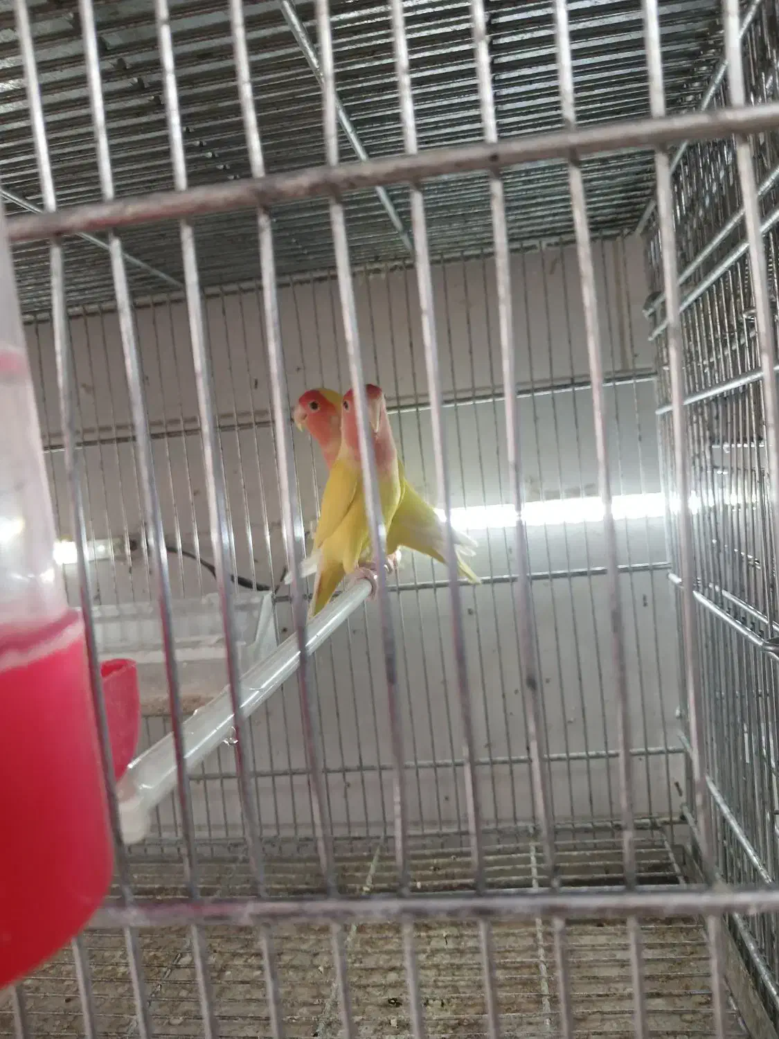 کوتوله برزیلی|پرنده|کازرون, |دیوار