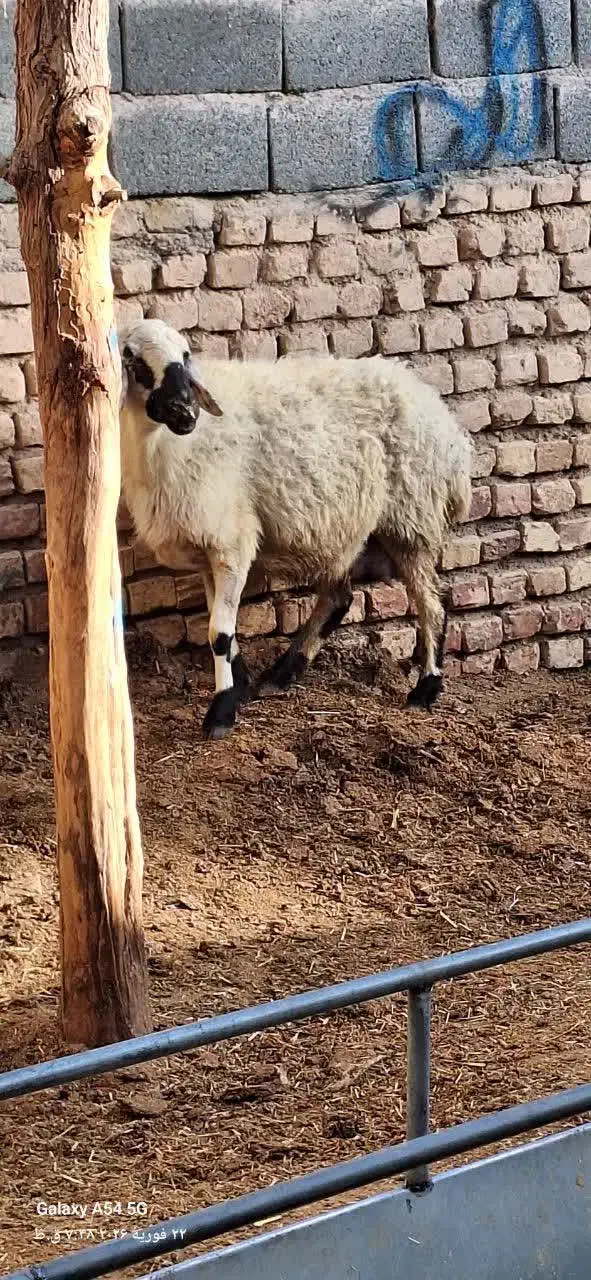دو میش و بز|حیوانات مزرعه|بیرجند, |دیوار