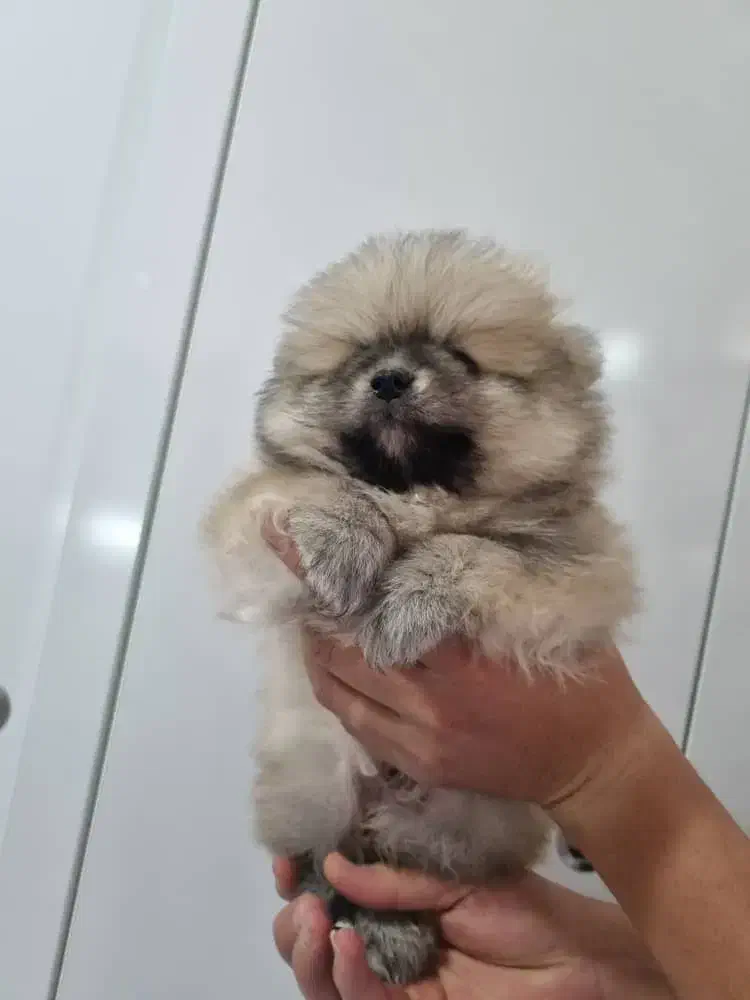 سگ پامرین|سگ|ری, ظهیرآباد|دیوار