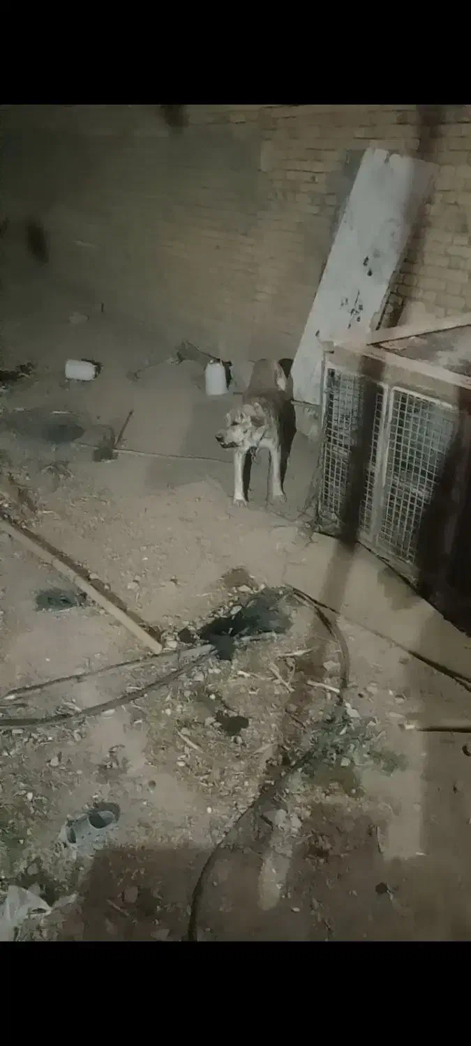 سک افغانی نر دوساله|سگ|جونقان, |دیوار