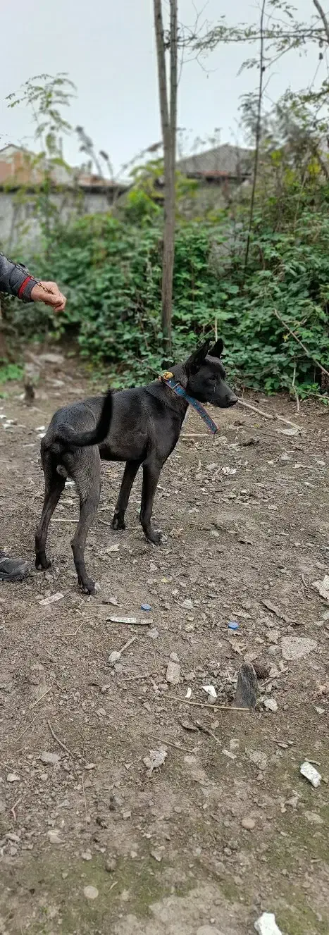 سگ‌گریت‌دین|سگ|رشت, لاکان|دیوار