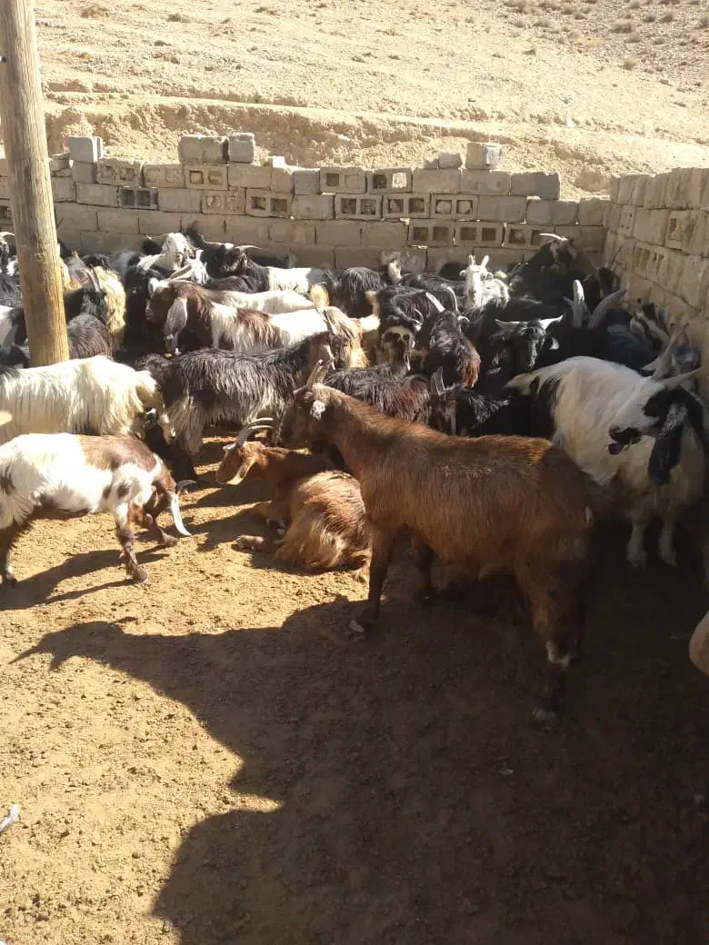 ۲۰راس کهره نرگله ای|حیوانات مزرعه|مرودشت, مجد آباد|دیوار