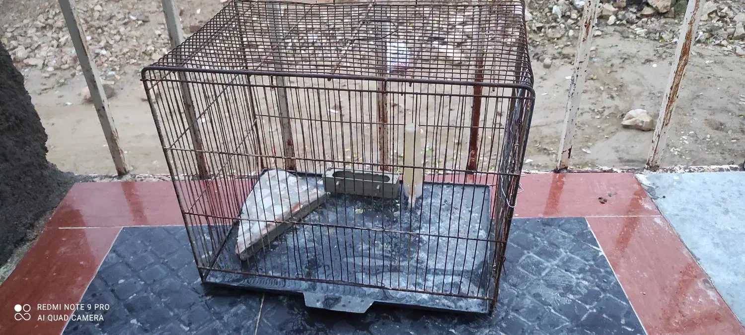 قفس برای پرندگان|لوازم جانبی حیوانات|دهدشت, |دیوار