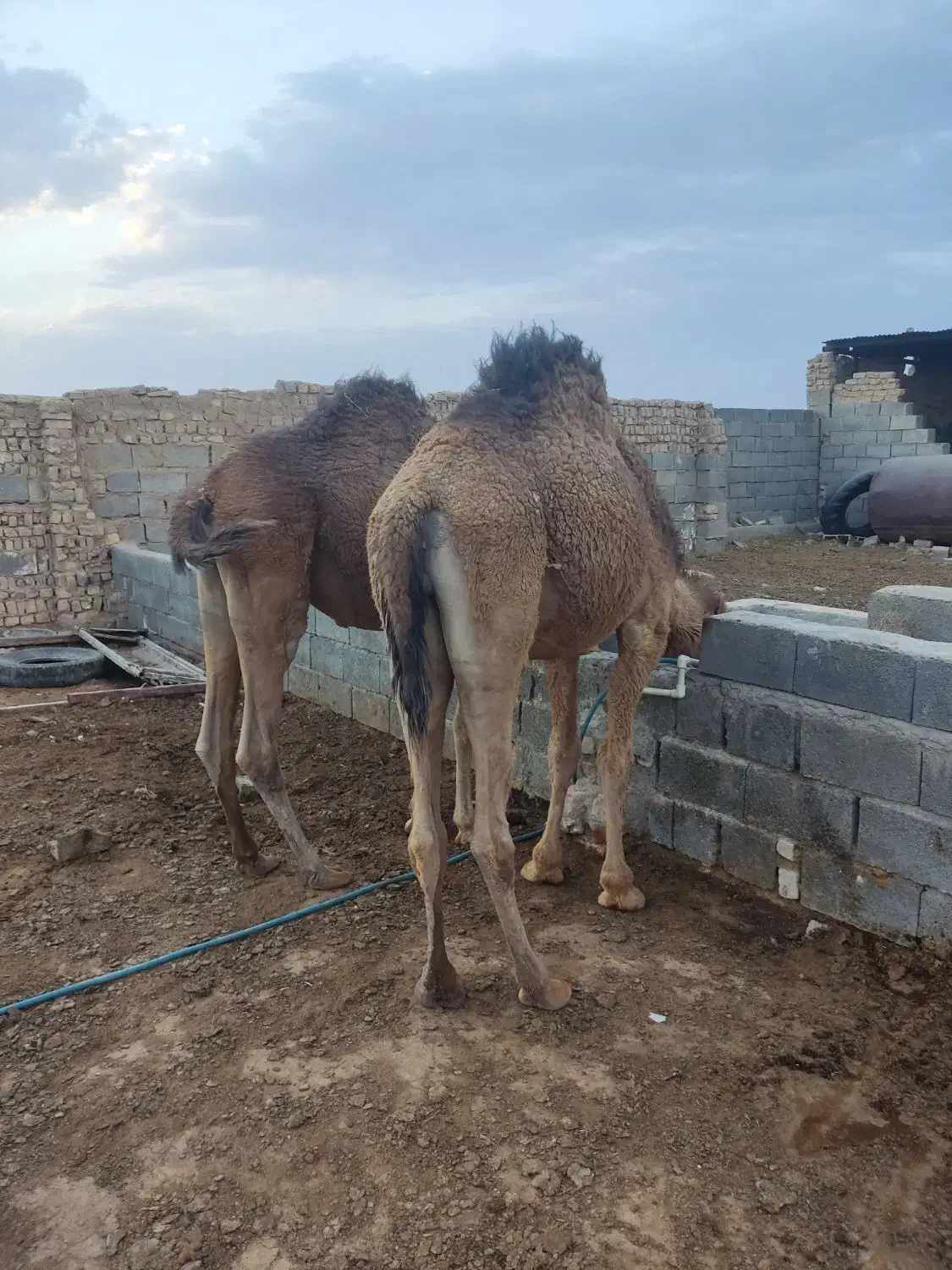 شتر فروشی|حیوانات مزرعه|آران و بیدگل, |دیوار