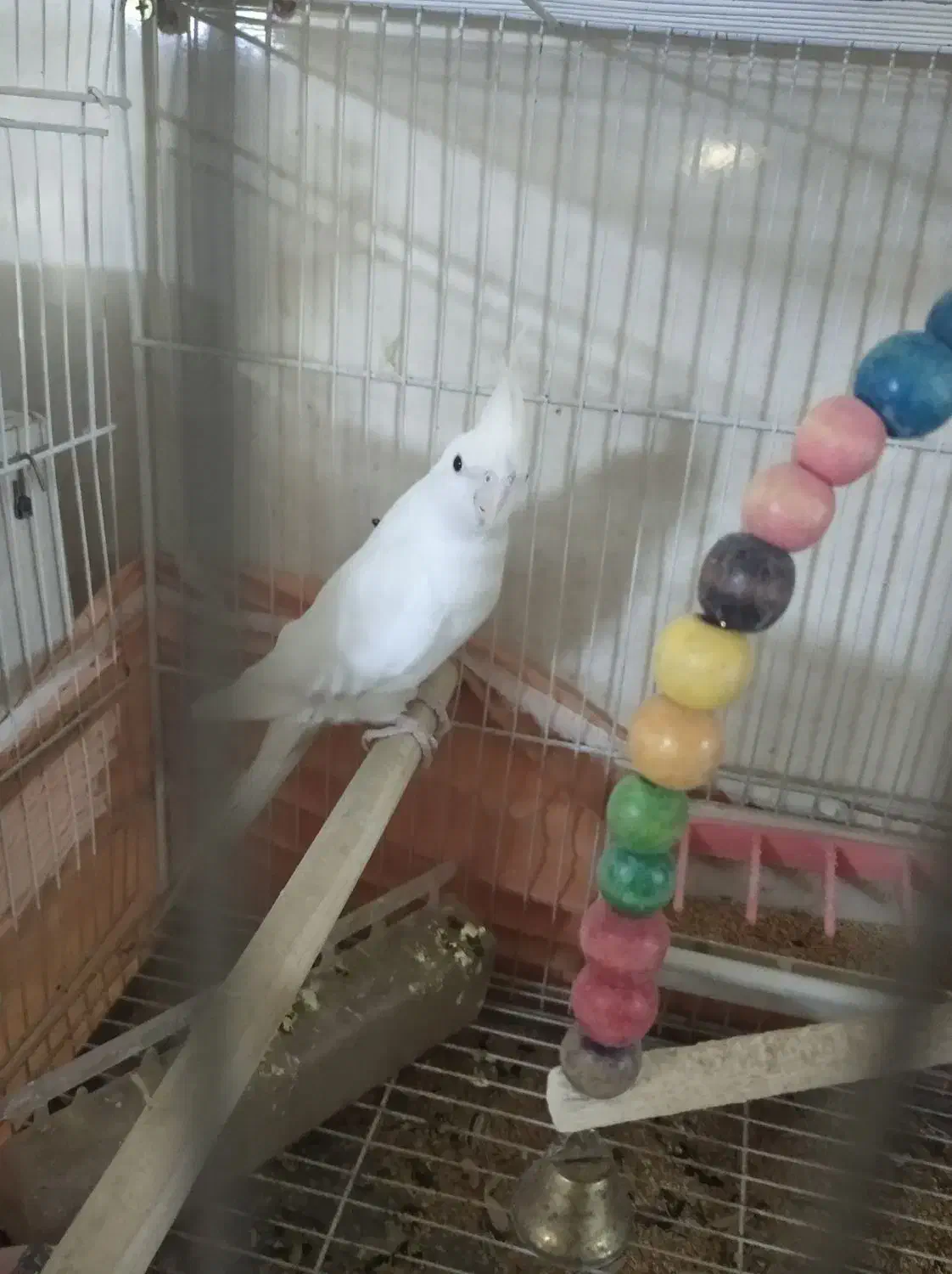 عروس هلندی سرحال نر|پرنده|نیشابور, هفده شهریور|دیوار