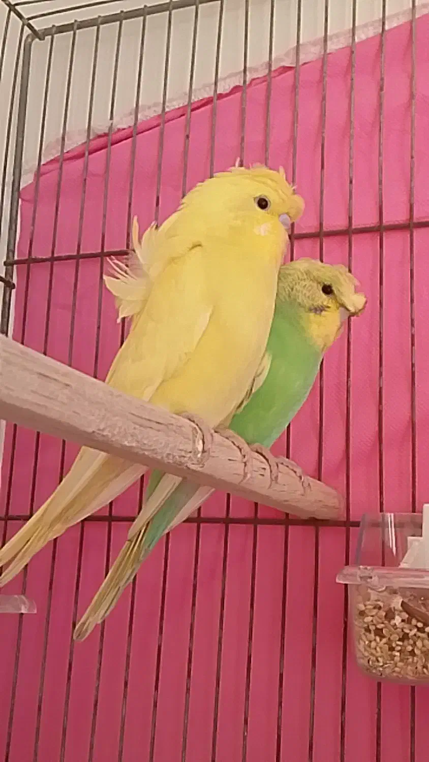 مرغ عشق پروانه ای،سهره،قناری|پرنده|مشهد, کوی ولیعصر|دیوار