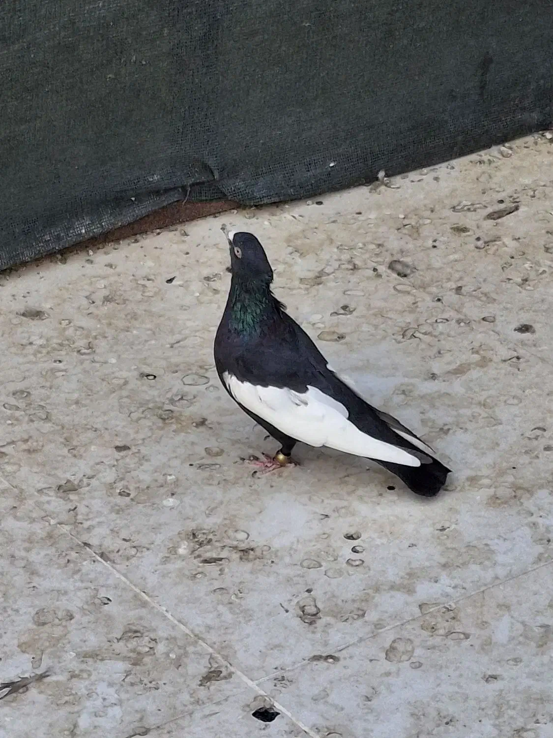 کبوتر|پرنده|مرودشت, رودبال|دیوار