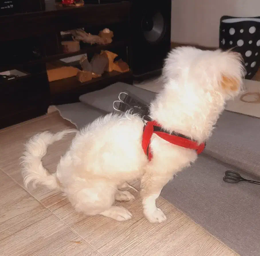 توله نر ۴ماهه اشپیتز روباهی|سگ|پاکدشت, حصار امیر|دیوار