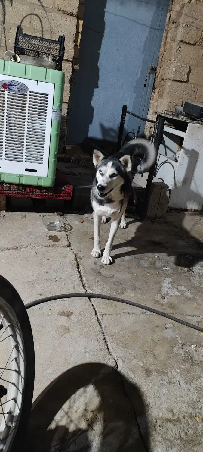 هاسکی|سگ|بهبهان, |دیوار