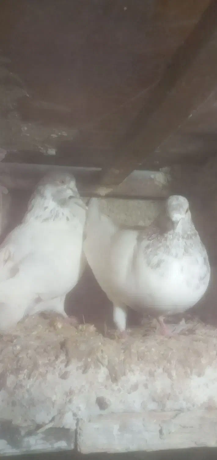 تعدادی کبوتر پرشی|پرنده|صوفیان, |دیوار